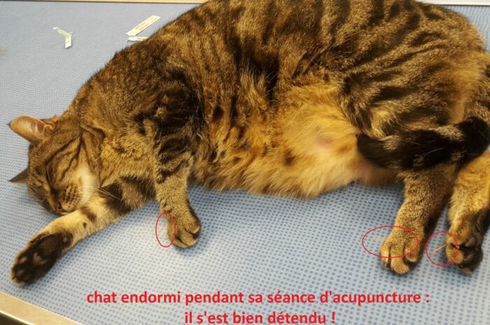chat acu endormi