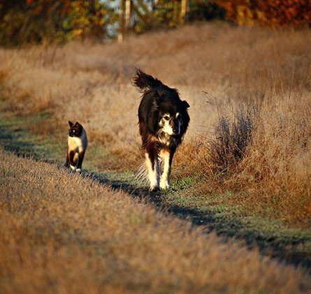 Chat-chien-qui-marchent-veto-les-allobroges